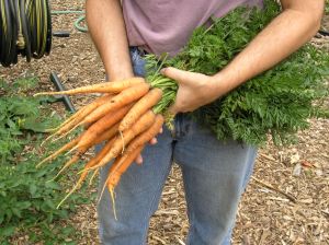 Gingko carrots